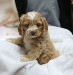 Carriage House Cocker Spaniels & Cockapoos - Dog Breeders