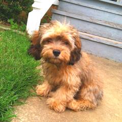 Cockapoo Puppies/First Generation/Lifetime Guar. - Dog Breeders