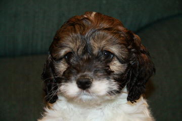 Multi Gen Labradoodles - Dog Breeders