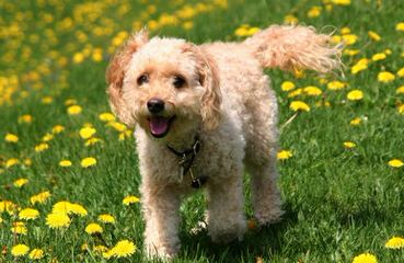 3 Pines Kennels Cavachons And Cockapoos - Dog Breeders