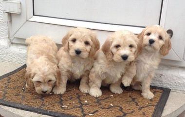 Multi Gen Labradoodles - Dog Breeders