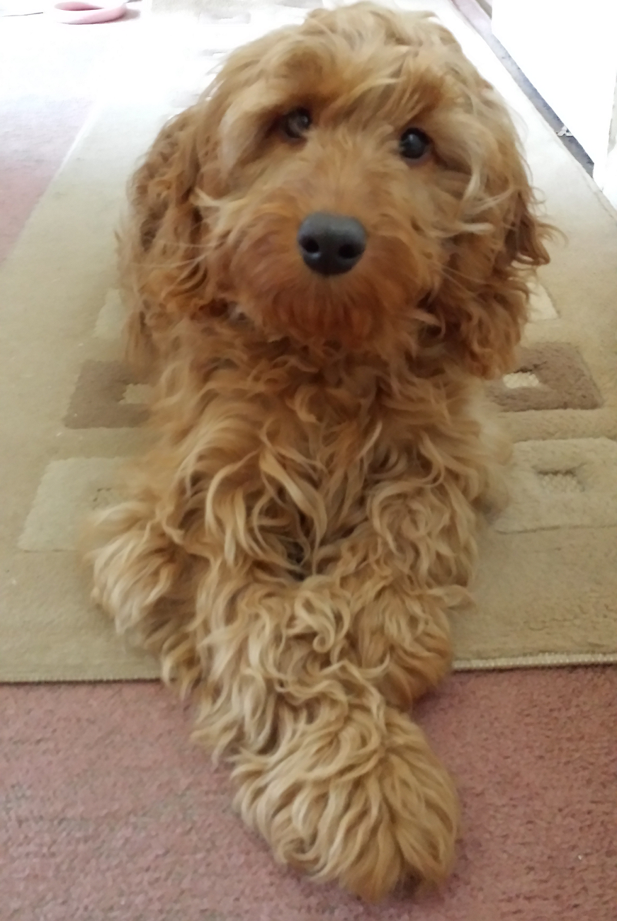 Cockapoo Pups – Ready For Loving Homes - Dog Breeders