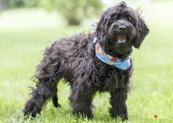 Male Cairn Terrier - Dog Breeders