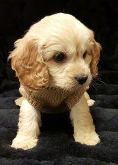 Dogwoods Doodles Of New Hampshire Goldendoodles, Labradoodles & Cockapoos Raised W/Children - Dog and Puppy Pictures