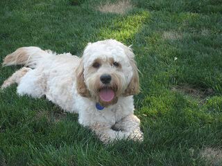 American Cocker Spaniels Of Kansas - Dog Breeders