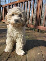 Darby Park Doodles- Labradoodles & Cockapoos Available - Dog and Puppy Pictures