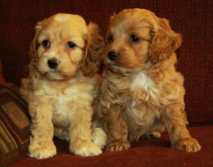 Cockapoo Pups – Ready For Loving Homes - Dog Breeders