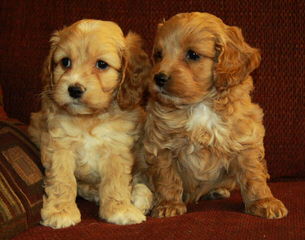 Lhasapoo Puppies In New Hampshire - Dog Breeders