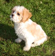 My Chantilly Lace Puppies - Dog Breeders