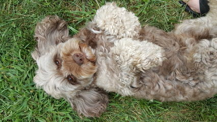 Cockapoos - Dog Breeders