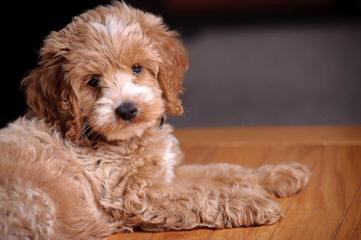 Darby Park Doodles- Labradoodles & Cockapoos Available - Dog Breeders