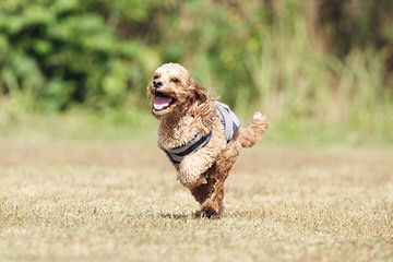 Heartlight Companions Cockapoo - Dog and Puppy Pictures