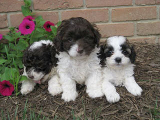 Cockapoo Puppies - Dog and Puppy Pictures