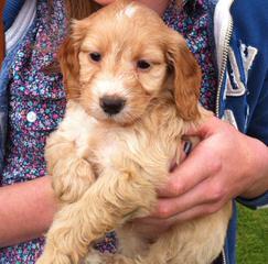 Cockapoo Puppies - Dog Breeders