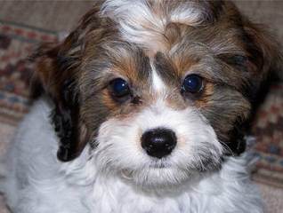 American Cocker Spaniels Of Kansas - Dog Breeders