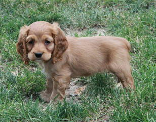 DD Cocker Spaniels and Golden Retrievers - Dog Breeders