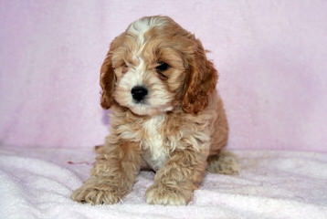 Lhasapoo Puppies In New Hampshire - Dog Breeders