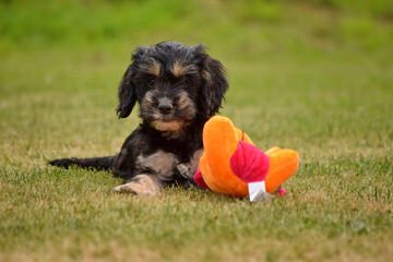 Mulberry Farm Cockapoos - Dog Breeders