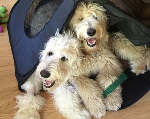 3 Pines Kennels Cavachons And Cockapoos - Dog Breeders