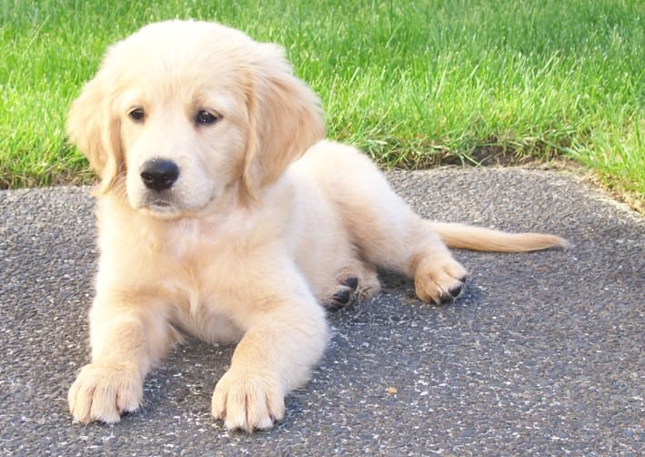 Comfort Retriever Dogs and Puppies