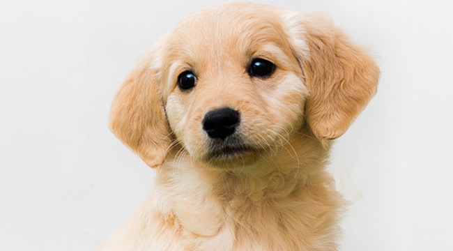 Comfort Retriever Dogs and Puppies