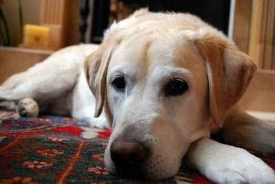 Comfort Retriever Dogs and Puppies