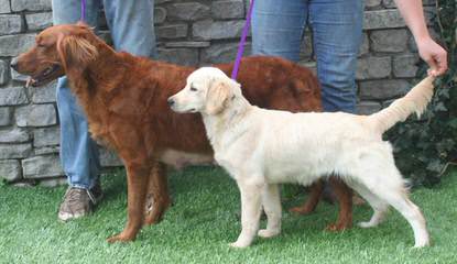 Butler Puppies - Dog Breeders