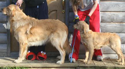 Comfort Retriever (Small Goldens) - Dog Breeders