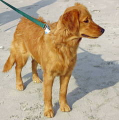 Comfort Retrievers & Miniature Goldens - Dog Breeders