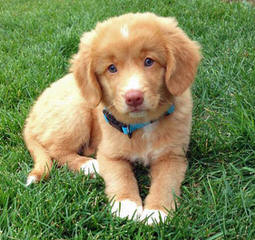 Comfort Retriever Puppies! (Mini Goldens) - Dog Breeders