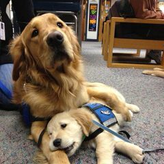 Comfort Retreiver Puppies Ready To Go Now! - Dog Breeders