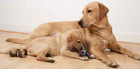 Comfort Retrievers By The Creator Of The Hybrid! - Dog Breeders