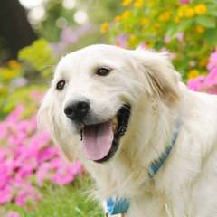 Comfort Retriever Puppies! (Mini Goldens) - Dog Breeders