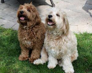 Butler Puppies - Dog Breeders