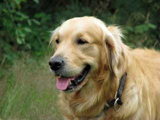 Chatham Hill Kennels Comfort Retriever - Dog Breeders