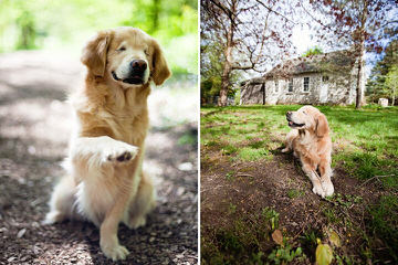 Comfort Retreiver Puppies Ready To Go Now! - Dog and Puppy Pictures