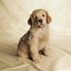 Comfort Retrievers & Miniature Goldens - Dog Breeders