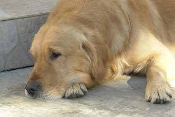 Comfort Retriever (Small Goldens) - Dog Breeders
