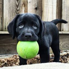 Comfort Retreiver Puppies Ready To Go Now! - Dog Breeders