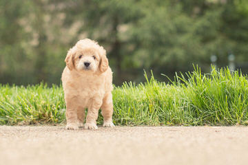 Comfort Retriever (Small Goldens) - Dog and Puppy Pictures