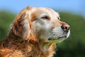 Chatham Hill Kennels Comfort Retriever - Dog Breeders