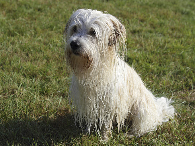 Coton De Tulear Dogs and Puppies