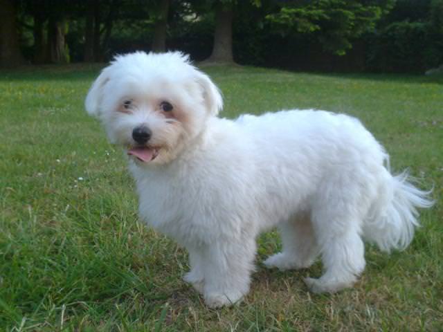 Coton De Tulear Dogs and Puppies