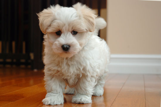 Coton De Tulear Dogs and Puppies