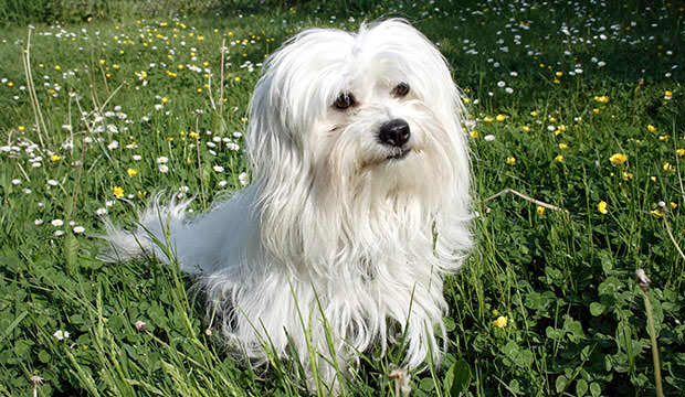 Coton De Tulear Dogs and Puppies