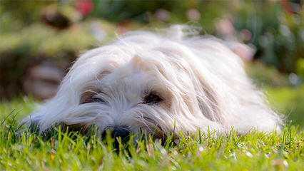 Miki +Nr1 World Coton De Tulear-Woodland.Cottage - Dog Breeders