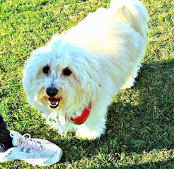 Coton Angels - Dog and Puppy Pictures