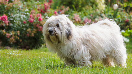 Coton De Tulear, Pinehurst, Nc - Dog Breeders