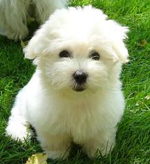 Coton Frise Pup For Sale, Rare. - Dog and Puppy Pictures