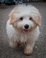 Beautiful Coton De Tulears, Havanese And Mi-Ki’s - Dog and Puppy Pictures